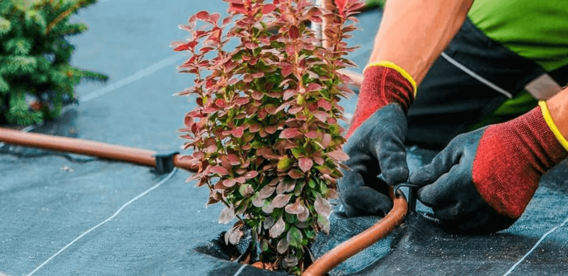 Person's gloved hands fastening a hose to wrap around a plant.
