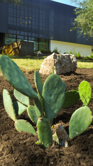 Close up of a cactus with a rock behind it and a modern-style house in the background.