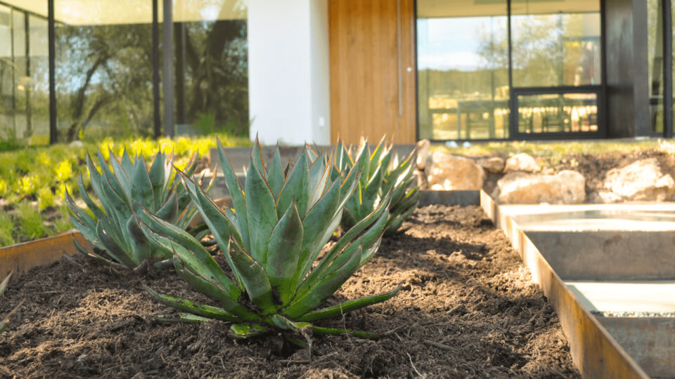 Close up of large succulents with dirt surrounding them. A modern-style house is visible in the background.