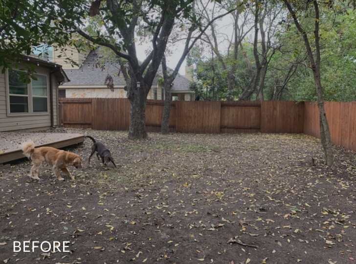 Two dogs in a backyard with sparse grass and a tree. The word 'before' is overlaid atop the photo.