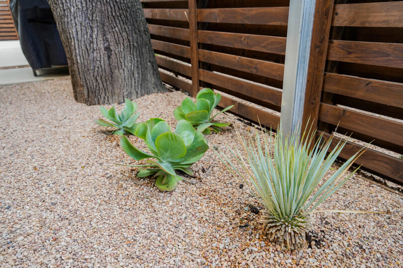 Close up of a succulent and a spiky plant with gravel around their bases. Next to the plants, there's a fence with horizontal wooden slats.