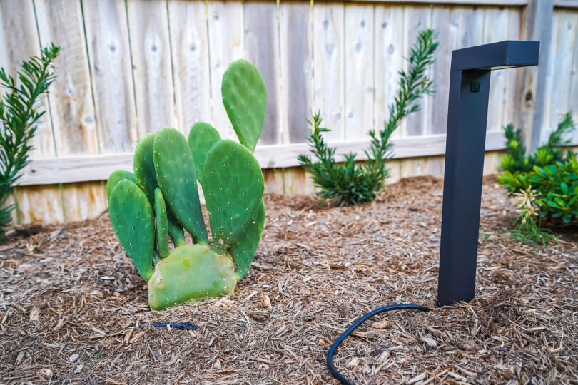 Close up of a cactus and small plants in a mulch bed next to a short outdoor light.