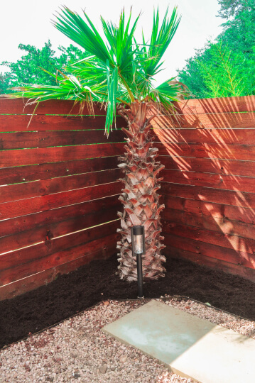 Corner of a wooden fence with a small palm tree in the center.
