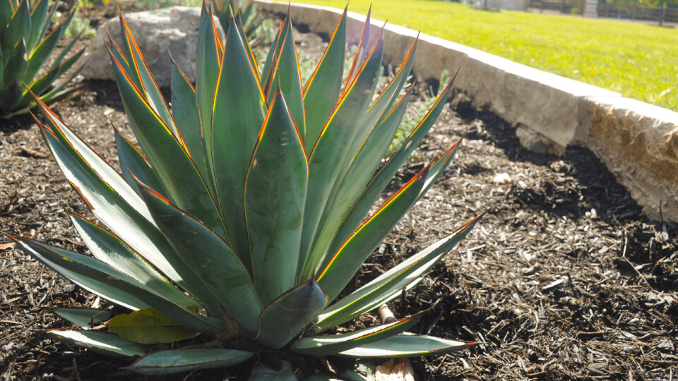 Aloe Vera plant in a dirt plant bed surrounded by a white stone barrier.
