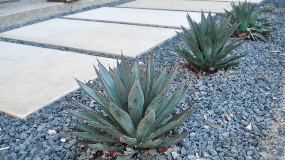 Closeup of two succulent plants in rock plant bed. You can see a white stone step pathway in the background.