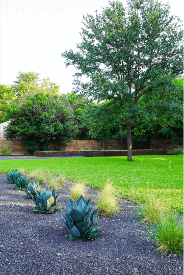 Green grass in a landscaped yard.