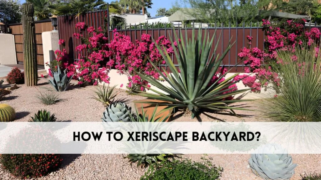 How to xeriscape backyard