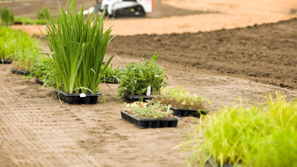 Cutters-How much do landscapers charge for planting? 3 Trays of assorted young plants are arranged on tilled soil, hinting at recent work and offering a glimpse into landscaper planting cost, with a blurred construction vehicle and dirt path visible in the background.