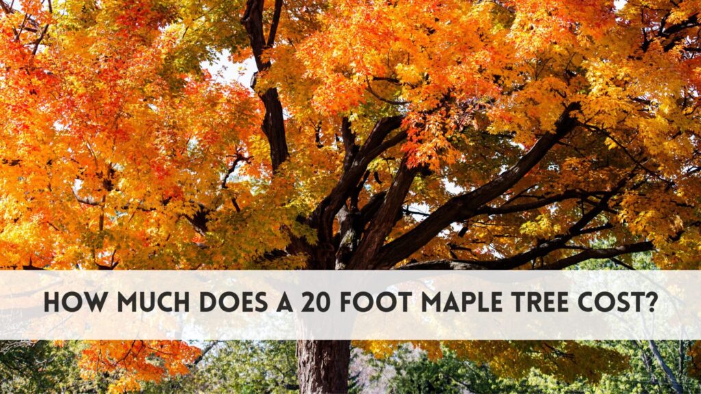 How much does a 20 foot maple tree cost