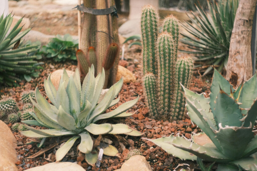 Xeriscape Landscaping in Pflugerville, TX