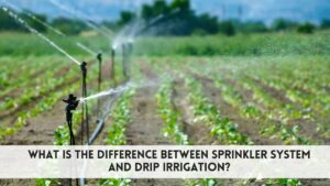 difference between sprinkler system and drip irrigation